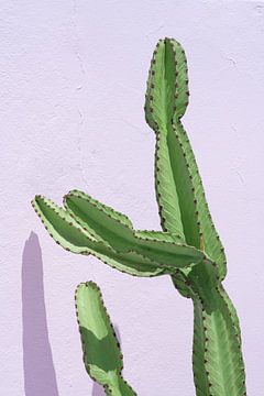 Green cactus for a pastel pink wall by Jenine Blanchemanche