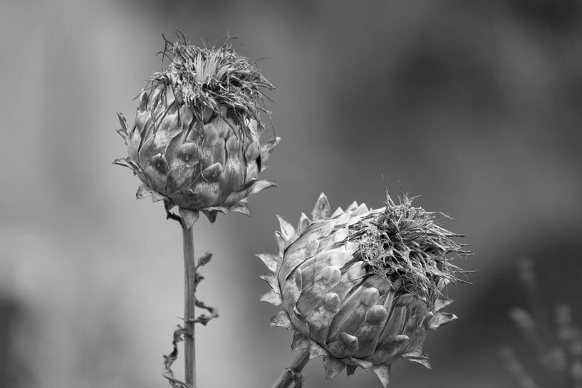 artichoke by Hanneke Bantje