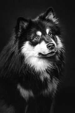 Portrait d'art d'un chien de Finnois Lapphund en noir et blanc 1/3 sur Lotte van Alderen