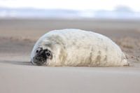 zeehonden pup op het Noordzee strand 