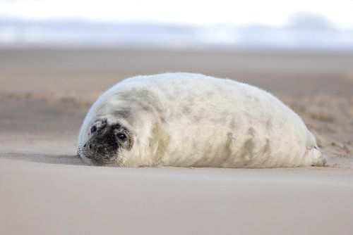 Seal pup on North Sea beach 