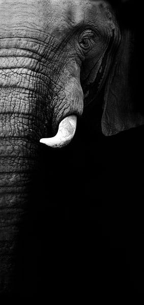Elefantenporträt von WildPhotoArt 