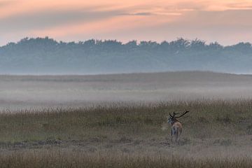 Cerf rouge sur la Veluwe