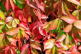 Un automne haut en couleur sur Thomas Jäger