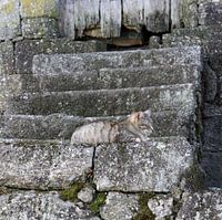 poes