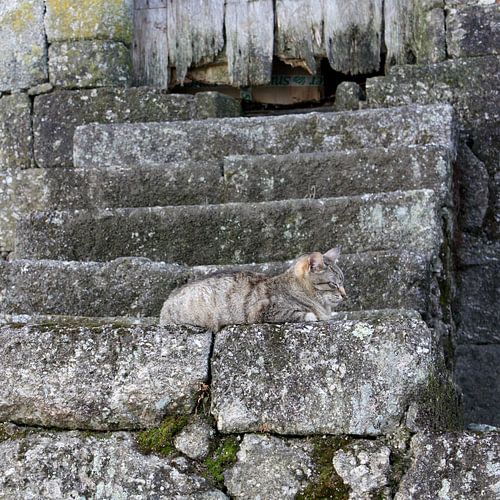 poes