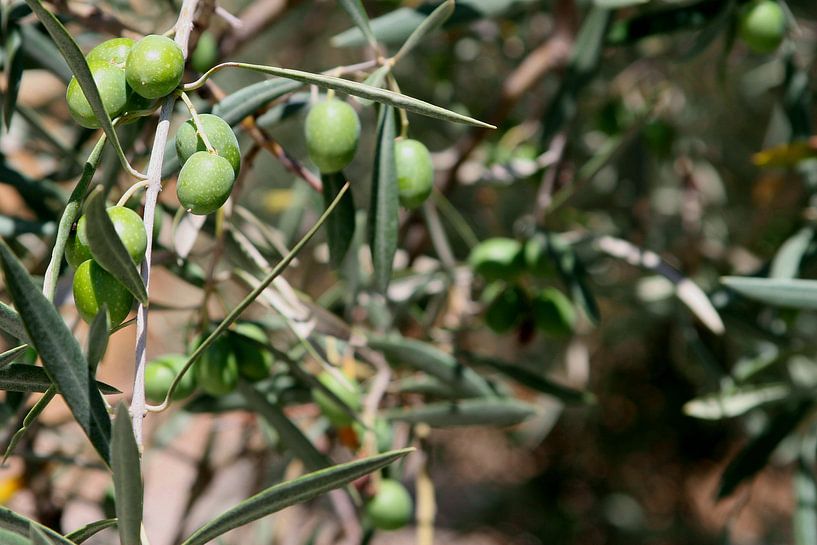 Olive branch symbol of peace by Inge Hogenbijl