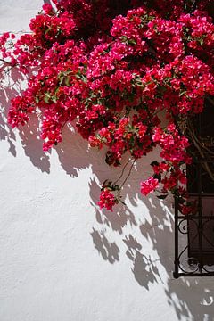 Bougainville Spanien von Hannah Hoek