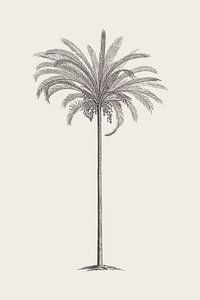 Palm Tree Drawing no. 2 by Apolo Prints