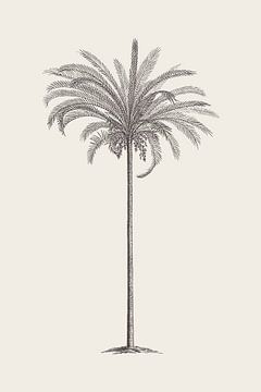 Palm Tree Drawing no. 2 van Apolo Prints