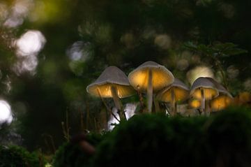 Lichtgevende paddenstoelen van Dominik Lewald Art