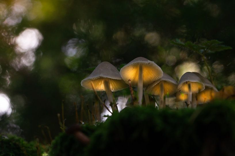 Luminous mushrooms by Dominik Lewald Art