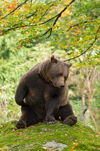 Ours brun dans le Bayerischer Wald. sur Rob Christiaans