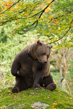 Bruine beer in het Bayerischer Wald. van Rob Christiaans