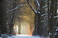 Des arbres enneigés transparents à la lumière du soleil !