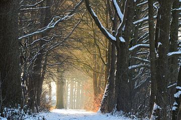 Doorkijkje besneeuwde bomen met zonlicht! van A Vervoorn