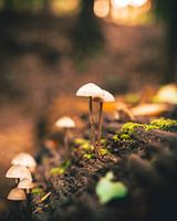 Paddenstoelen op boom in de herfst