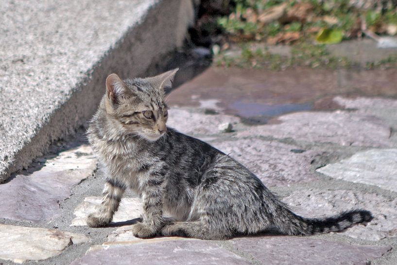 Katzenbaby von t.ART