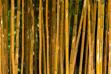 Bamboe van Evelyne Renske