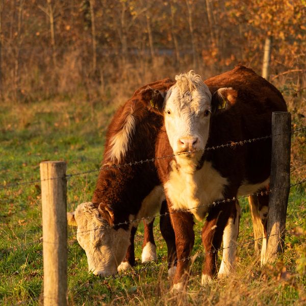 Cows by Diana Kors