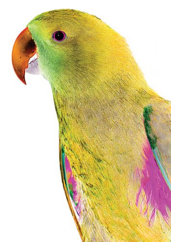 Vibrant Parrot Profile