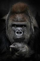 Geërgerd denken met gevouwen handen onder de kin van een sterke mannelijke gorilla, portret close-up