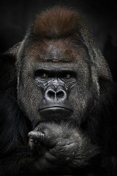Annoyed thinking with folded hands under the chin of a strong male gorilla, portrait close-up black 