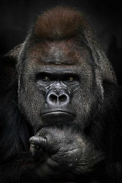 Geërgerd denken met gevouwen handen onder de kin van een sterke mannelijke gorilla, portret close-up van Michael Semenov