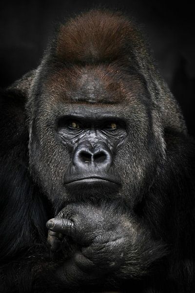 Verärgertes Denken mit gefalteten Händen unter dem Kinn eines starken männlichen Gorillas, Porträt N von Michael Semenov