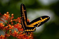 Vlinder