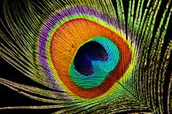 Peacock feather by Karsten van Dam thumbnail