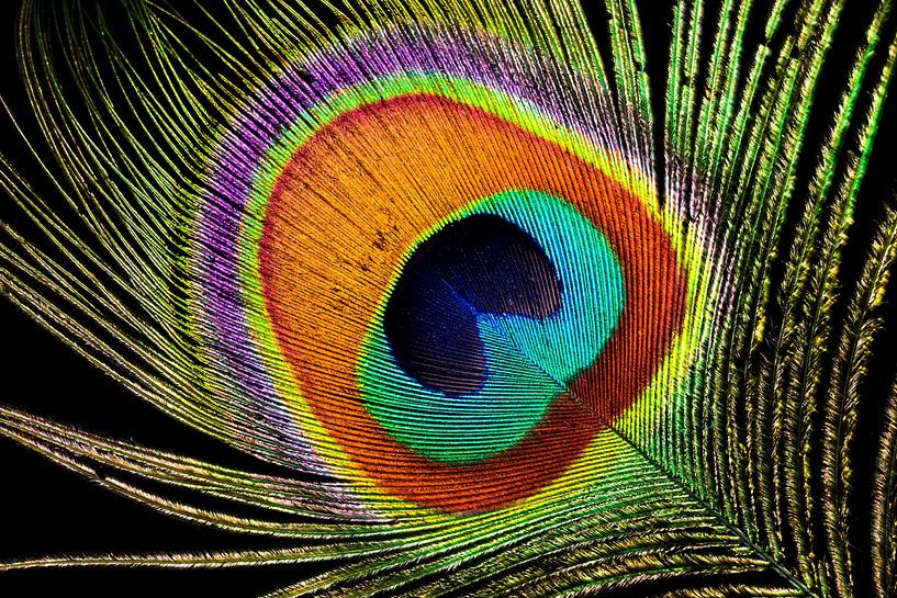Peacock feather by Karsten van Dam