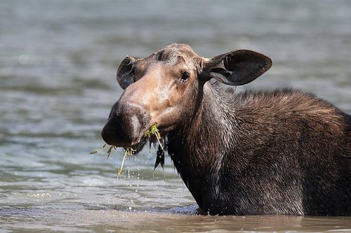 Elandkoe die waterplanten eet in het Glacier Nationaal Park in Montana, VS
