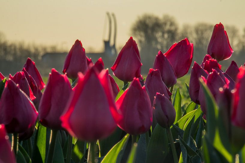 De 2 Zwanen bij Schagerbrug by peterheinspictures