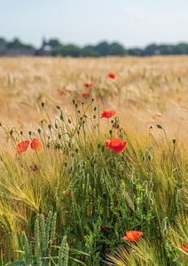 Mohnblumen