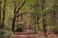 Spaziergang in den Wäldern.