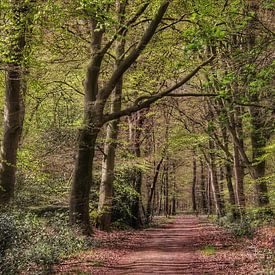 Spaziergang in den Wäldern. von Harma Kroeze-Raterink