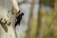 Black woodpecker (Dryocopus martius) by Vienna Wildlife thumbnail
