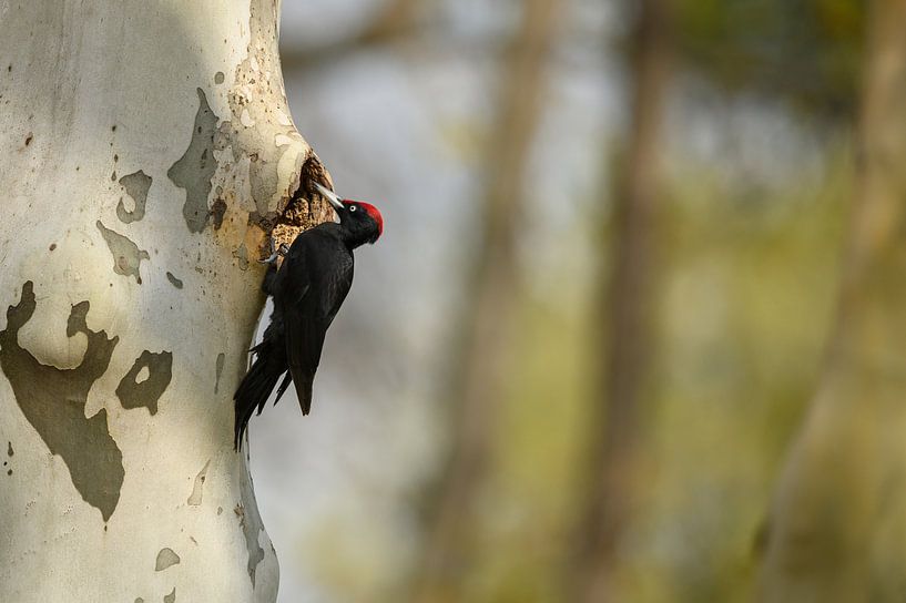 Black woodpecker (Dryocopus martius) by Vienna Wildlife