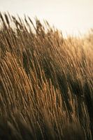 Golden glow over dune grass - summer Zeeland coast in pictures