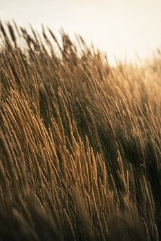 Gouden gloed over duingras - zomerse Zeelandse kust in beeld