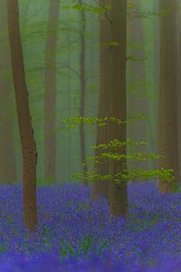 Forest springtime landscape with Bluebell flowers