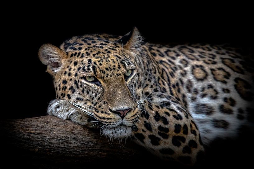Leopard reposant, Nauzet Baez Photography par 1x