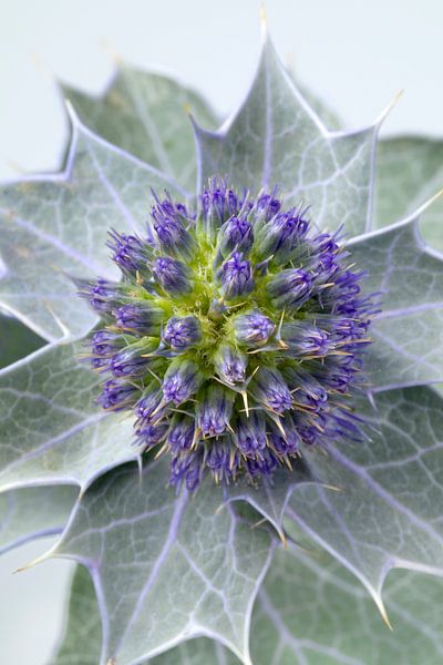 Freshly picked purple Cross Thistle, Eryngium maritimum by Frans Rombout