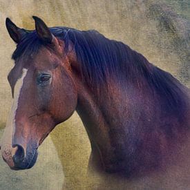 Paarden portret van FellundFarbe