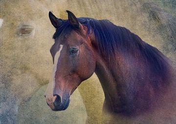 Paarden portret van deinFarbentanz