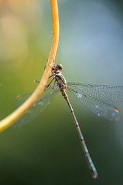 houtpanserjuffer vastklampend aan een plant