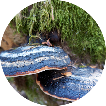 Close up van twee paddestoelen op een met mos bedekte boomstam van creativcontent