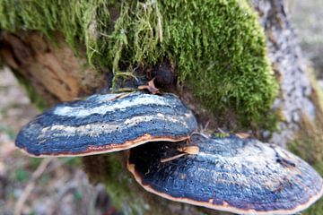 Close up of two mushrooms on a moss covered tree trunk by creativcontent