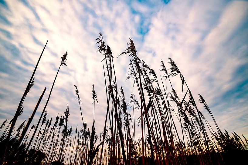 Riet in de lucht van Hans de Waay